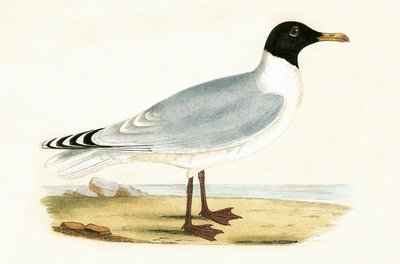Great Black Headed Gull, Illustration from 