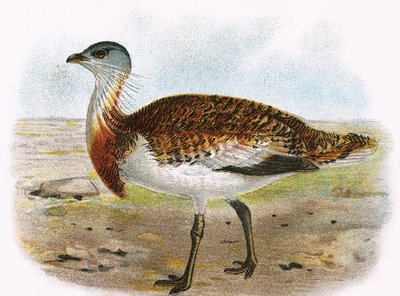 Great Bustard by English School