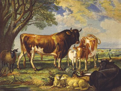 Great Cattle by English School