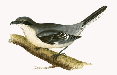 Great Grey Shrike, illustration from 