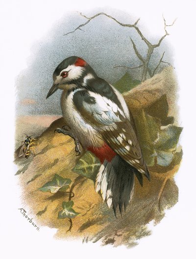 Great spotted woodpecker by English School
