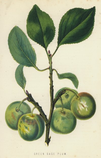 Green Gage Plum by English School
