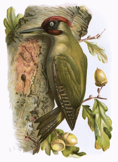 Green Woodpecker by English School