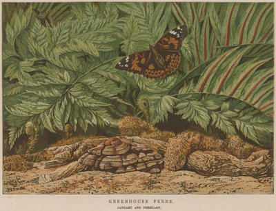 Greenhouse Ferns by English School