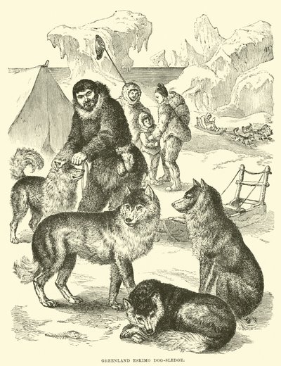 Greenland Eskimo dog-sledge by English School