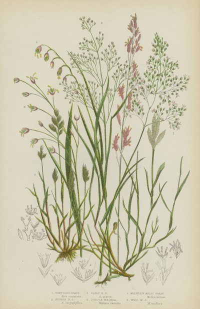 Grey Hair Grass, Silvery Hair Grass, Early Hair Grass, Purple Molinea, Mountain Melic Grass, Wood Melic Grass by English School