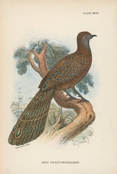 Grey Peacock-Pheasant by English School