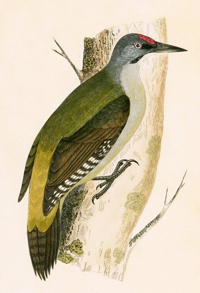 Grey Woodpecker, illustration from 