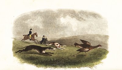 Greyhounds Chasing a Great Bustard, Otis tarda, for Sport by English School
