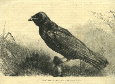 Grip, the Pet Raven of Charles Dickens by English School