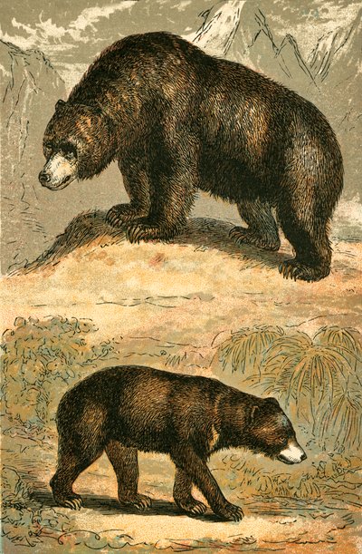 Grizzly Bear and Malay Bear by English School