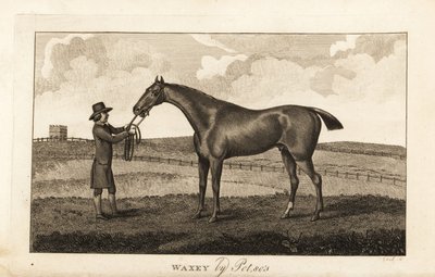 Groom with thoroughbred racehorse Waxey by English School