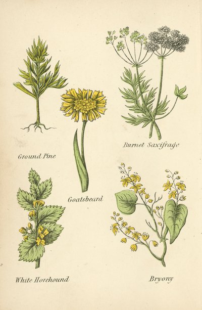 Ground Pine, Burnet Saxifrage, Goatsbeard, White Horehound, Bryony by English School