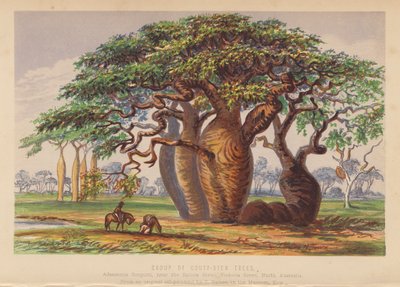 Group of Couty Stem Trees, Australia by English School