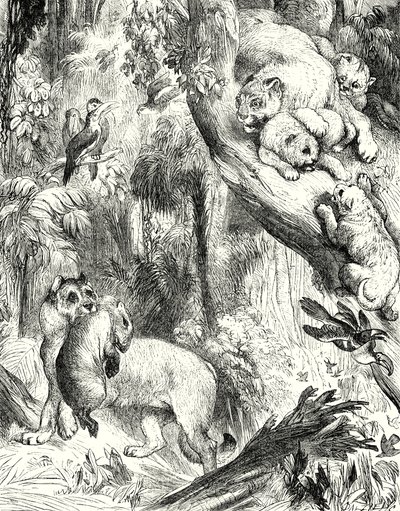 Group of Pumas by English School