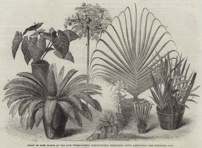 Group of Rare Plants at the Late International Horticultural Exhibition, South Kensington by English School