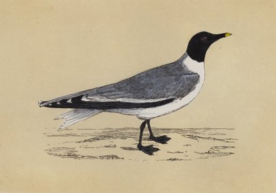 Gull by English School