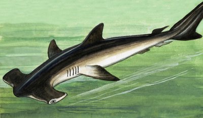 Hammerhead Shark by English School