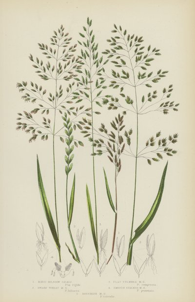 Hard Meadow Grass, Dwarf Wheat Meadow Grass, Flat Stemmed Meadow Grass, Smooth Stalked Meadow Grass by English School