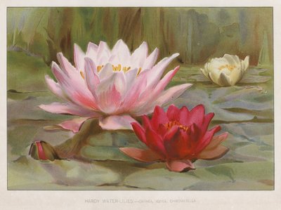 Hardy Water Lilies by English School
