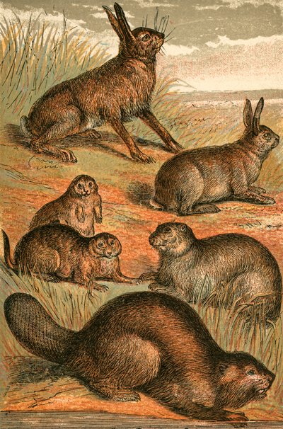Hare, Prairie Dogs, Rabbit, Marmot and Beaver by English School