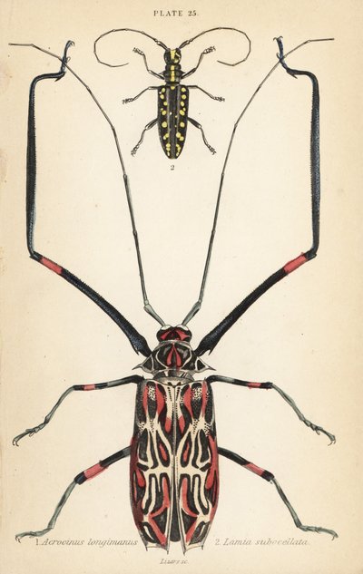Harlequin beetle and flat-faced longhorn beetle by English School