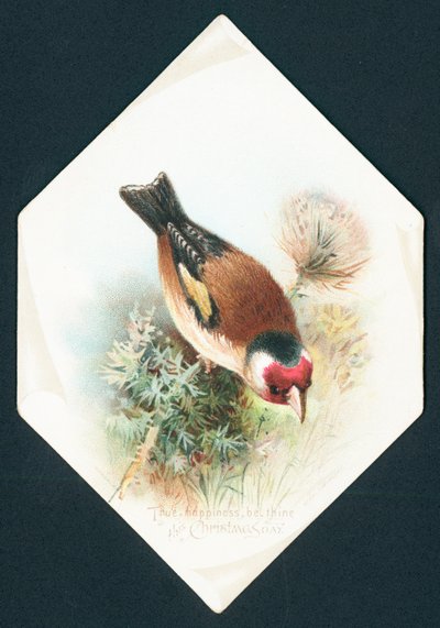 Hawfinch by English School