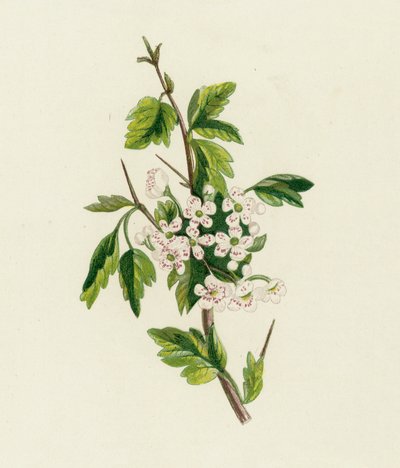 Hawthorn by English School