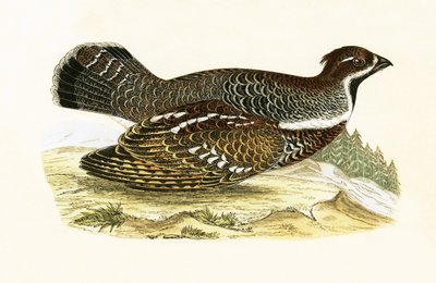 Hazel Grouse, Illustration from 