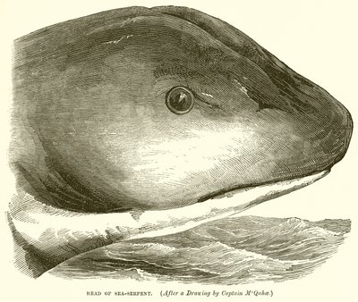 Head of Sea-Serpent by English School