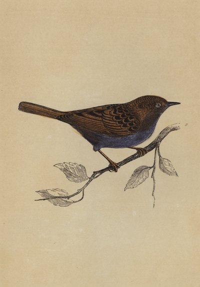 Hedge Sparrow by English School