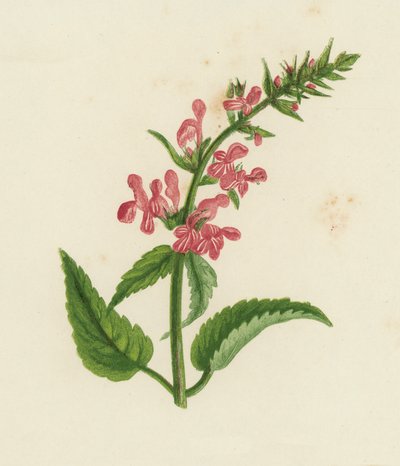 Hedge Woundwort, Stachys Sylvatica by English School
