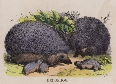 Hedgehog by English School