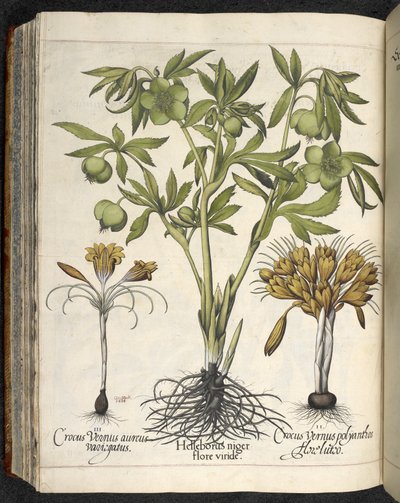 Helleborus Niger (black hellebore) from Culpeper