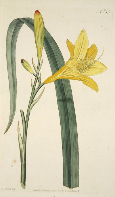 Yellow Day Lily from The Botanical Magazine or Flower Garden Displayed, pub. 1796 (hand coloured engraving) by English School