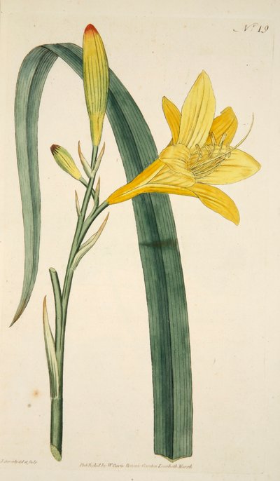 Hemerocallis Flava (Yellow Day Lily), Hand Coloured Engraving by English School