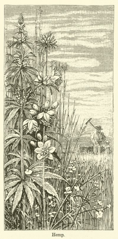 Hemp by English School