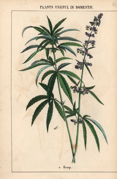 Hemp with Blue Flowers, from 