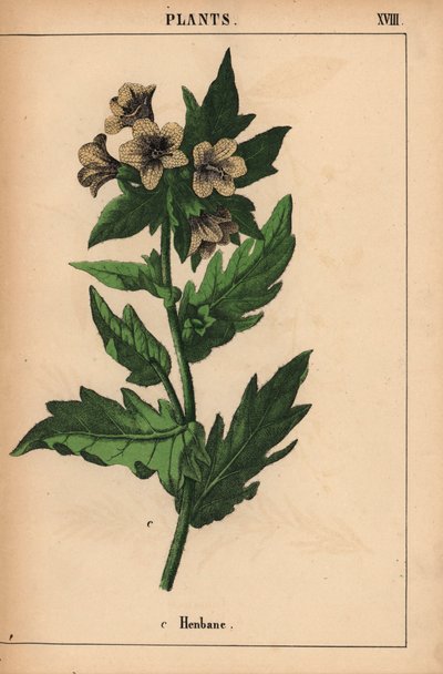 Henbane, from 