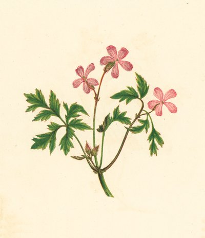 Herb Robert, or Poor Robin, Geranium Robertianum by English School