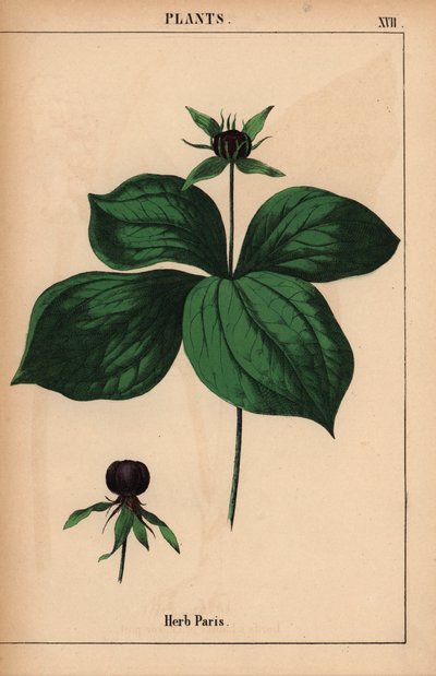 Herb paris, from 