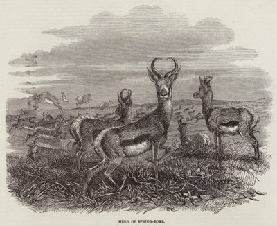 Herd of Spring-Boks by English School