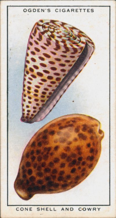 Hidden Colours in Molluscs, Cone Shell and Cowry by English School
