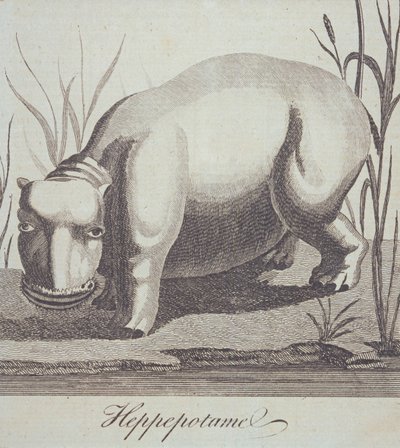 Hippopotamus, from The Gentlemans Magazine, published in December 1772 by English School