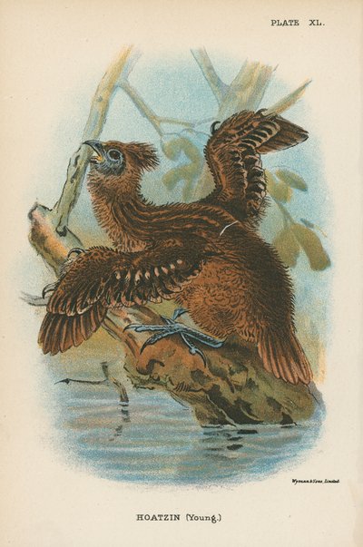 Hoatzin (Young) by English School