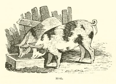 Hog by English School