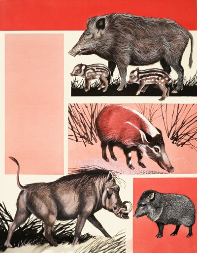 Hogs and Boars Montage by English School