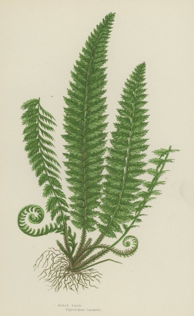 Holly Fern by English School