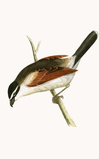 Hooded Shrike, illustration from 