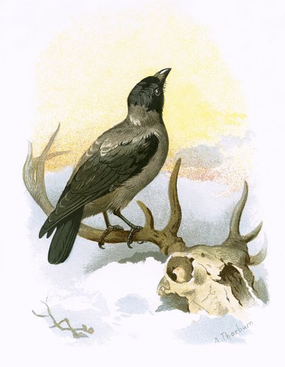 Hooded Crow by English School